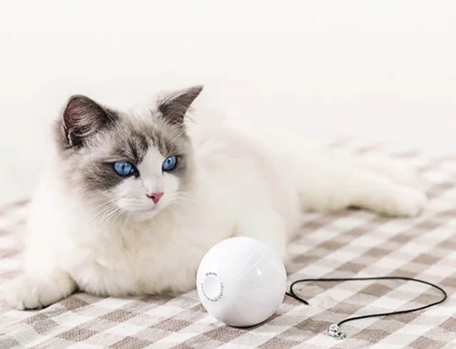 Cat Toy Wand