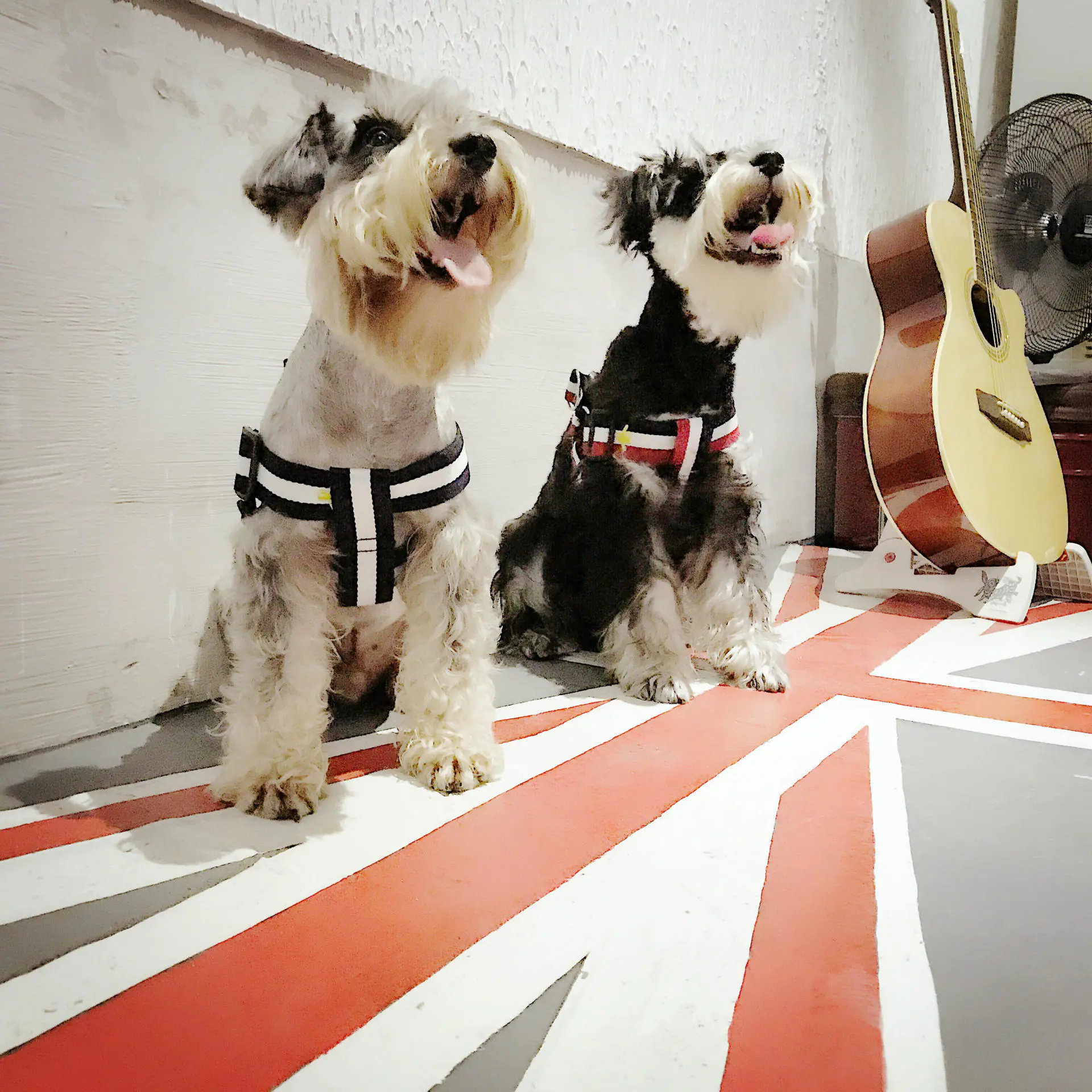 Trendy Pet Harness