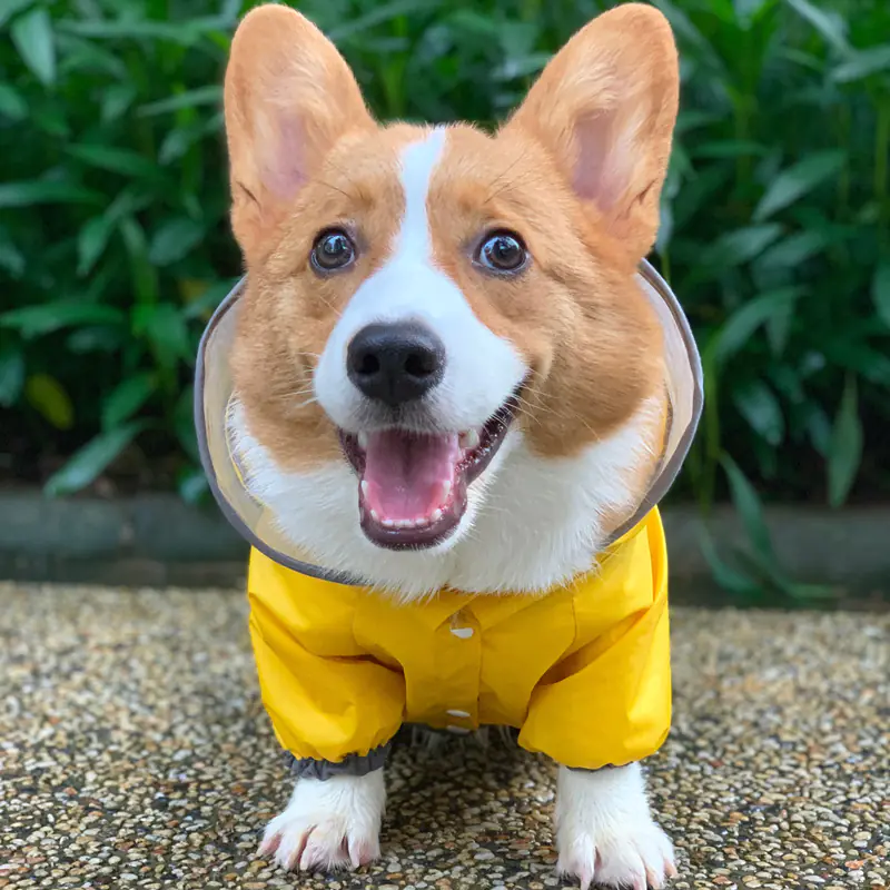 Corgi Waterproof Raincoat